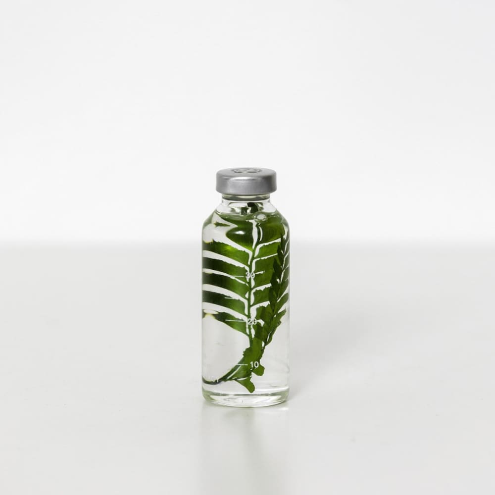 Bottle Plant / Rumohra Adiantiformis / SPS_011 - Immerged