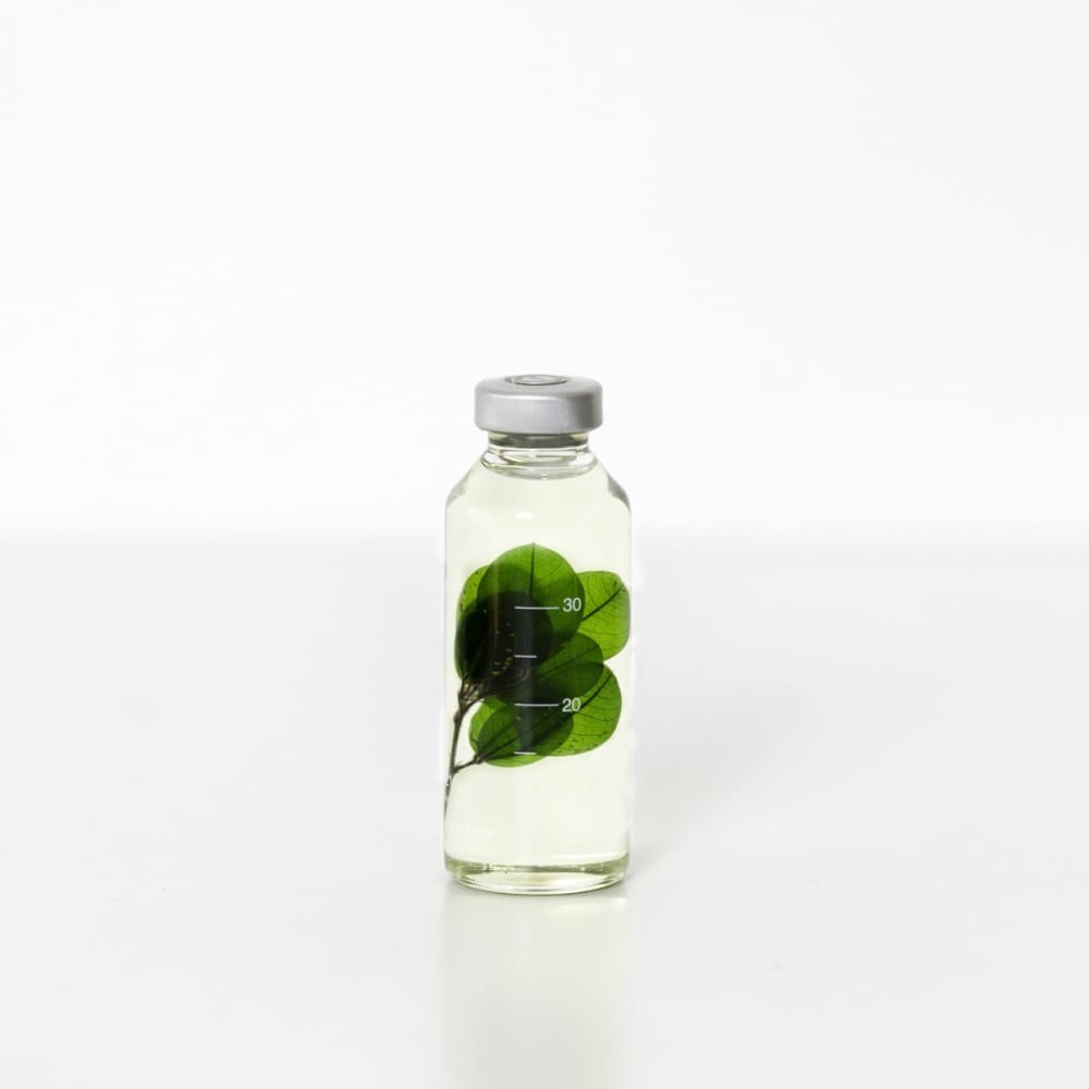 Bottle Plant / Buxus microphylla / SPS_005 - Immerged Plant