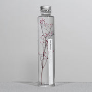 Bottle Plant / Gypsophila elegans / SPM_013 - Immerged Plant