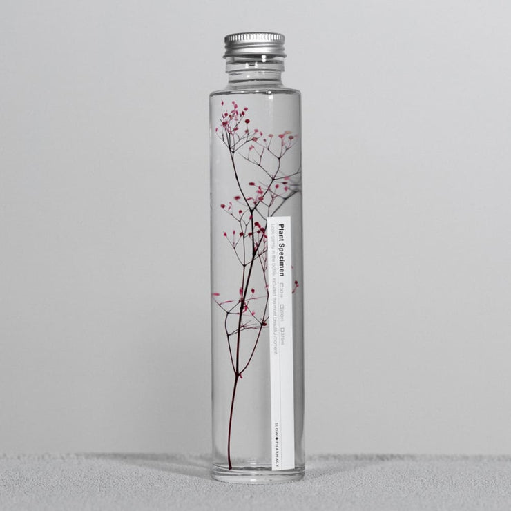 Bottle Plant / Gypsophila elegans / SPM_013 - Immerged Plant