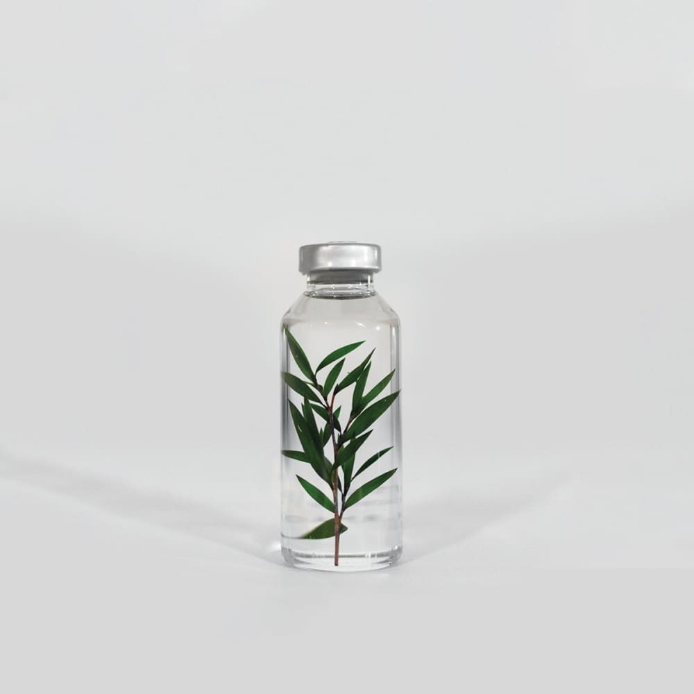 Bottle Plant / Melaleuca alternifolia / SPS_014 - Immerged