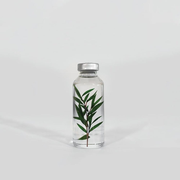 Bottle Plant / Melaleuca alternifolia / SPS_014 - Immerged