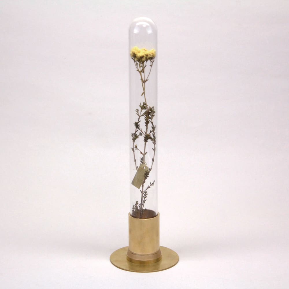 HERBARIUM BRASS GLASS DOME & FLOWER VASE SOLID - Vase