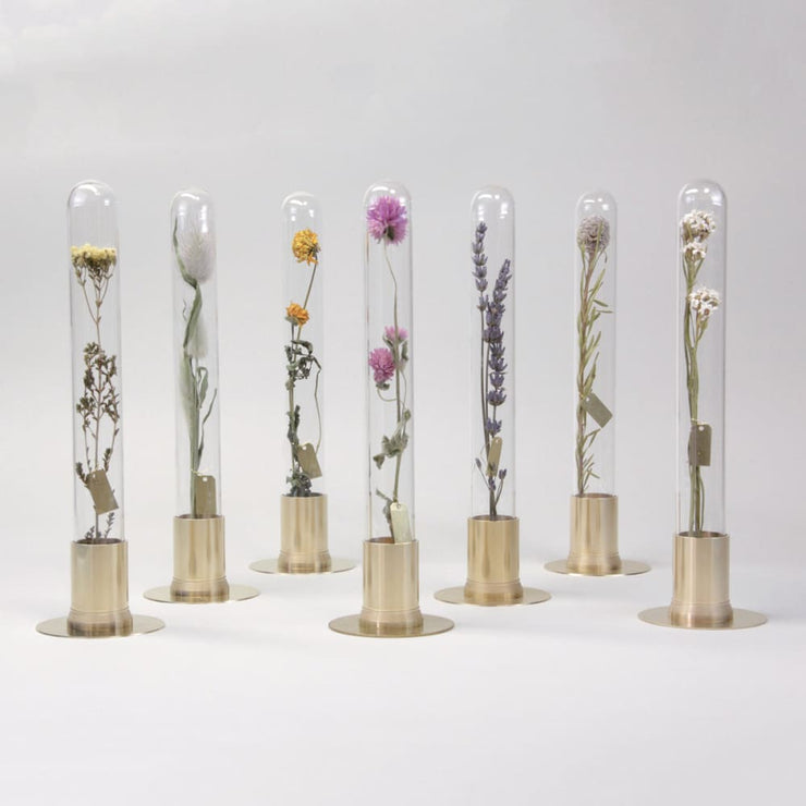 HERBARIUM BRASS GLASS DOME & FLOWER VASE SOLID - Vase